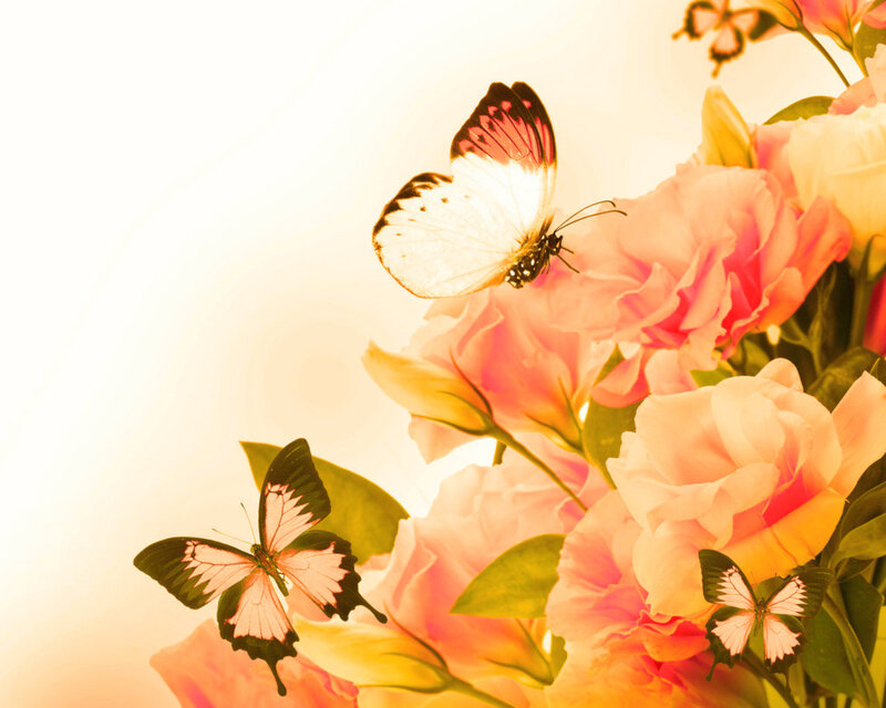 Butterflies on Pink Flowers — Serene, Sunset, Photograph