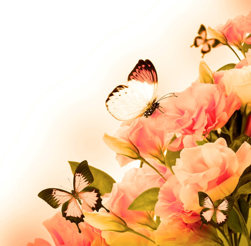 Butterflies on Pink Flowers — Serene, Sunset