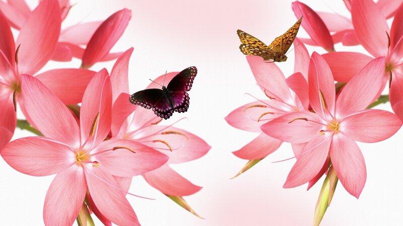 Butterflies on Pink Flowers — Serene