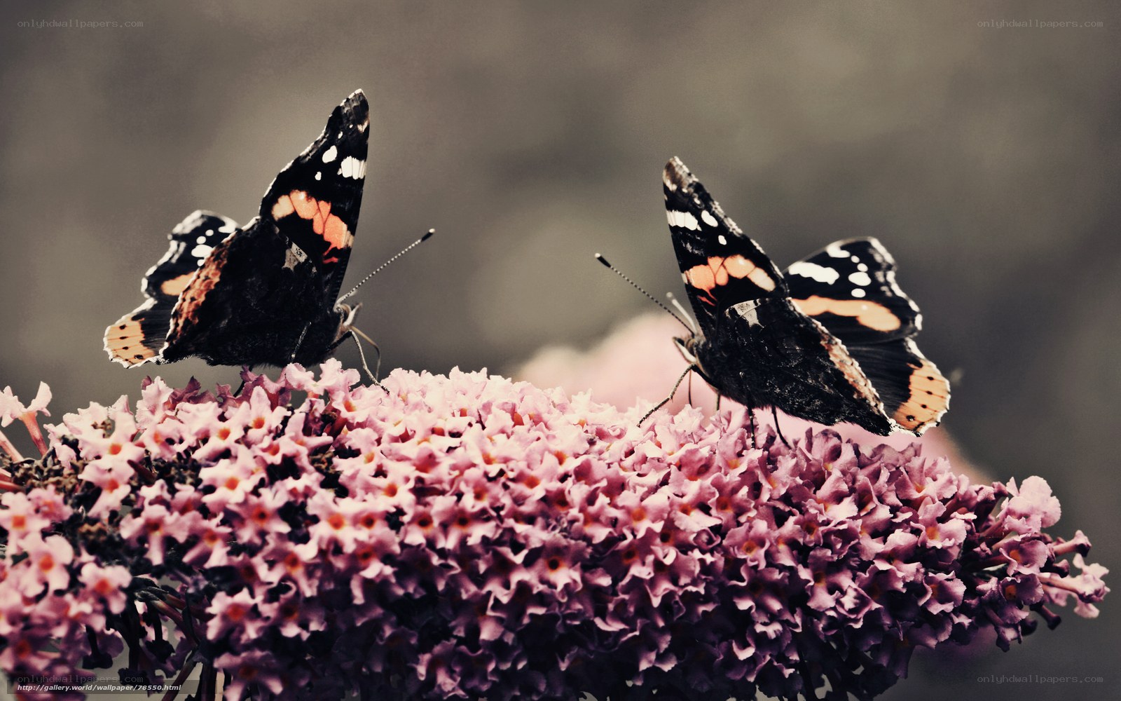Butterflies on pink flowers