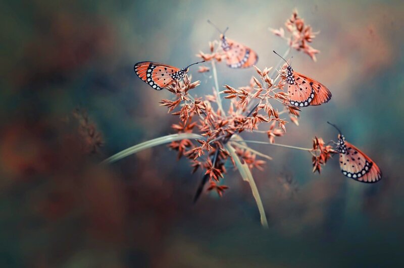 Butterflies on Plant — Orange