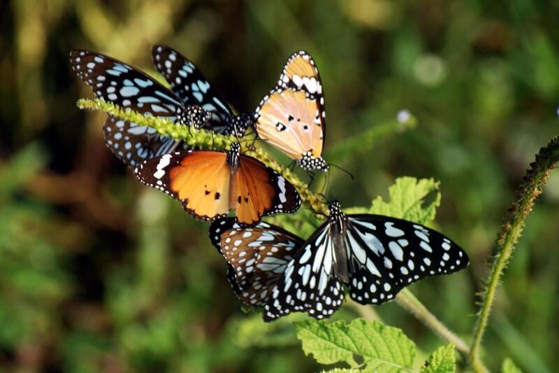 Butterflies on Plant