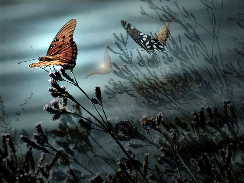 Butterflies on Plants