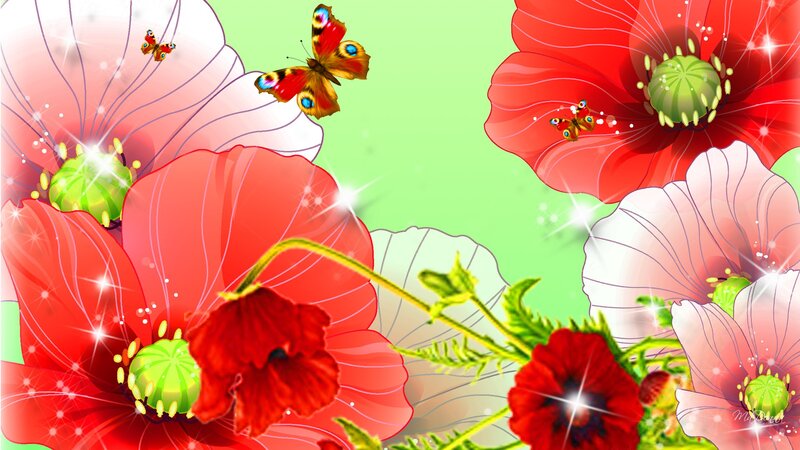 Butterflies on Poppies