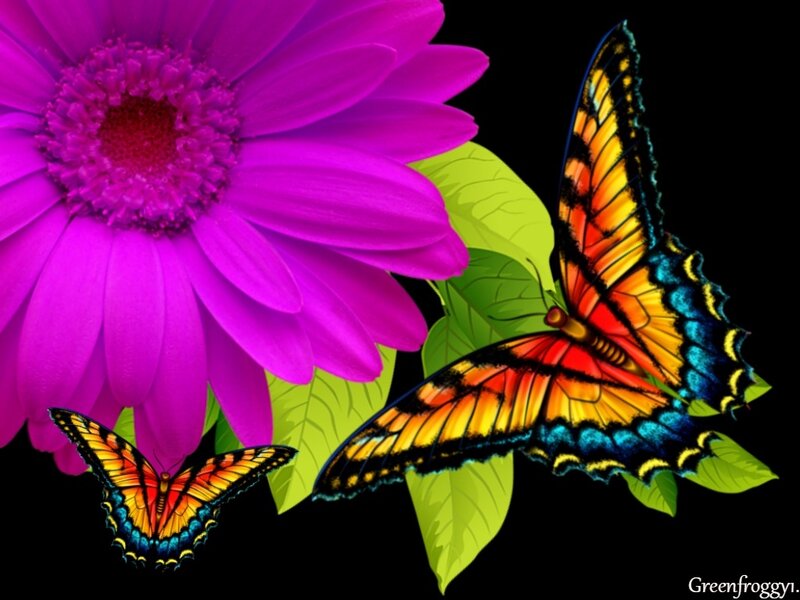 Butterflies on Purple Flower — Vibrant