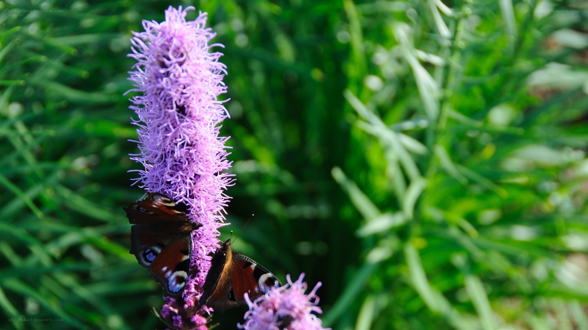 Butterflies on purple flower