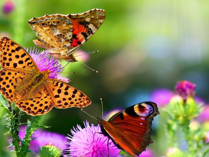 Butterflies on purple flowers