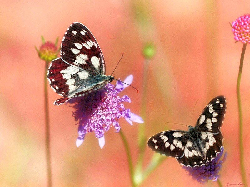 Butterflies on purple flowers