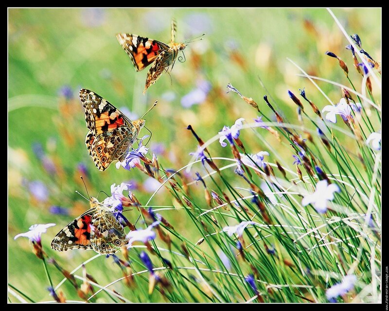 Butterflies on purple flowers