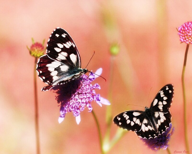 Butterflies on purple flowers