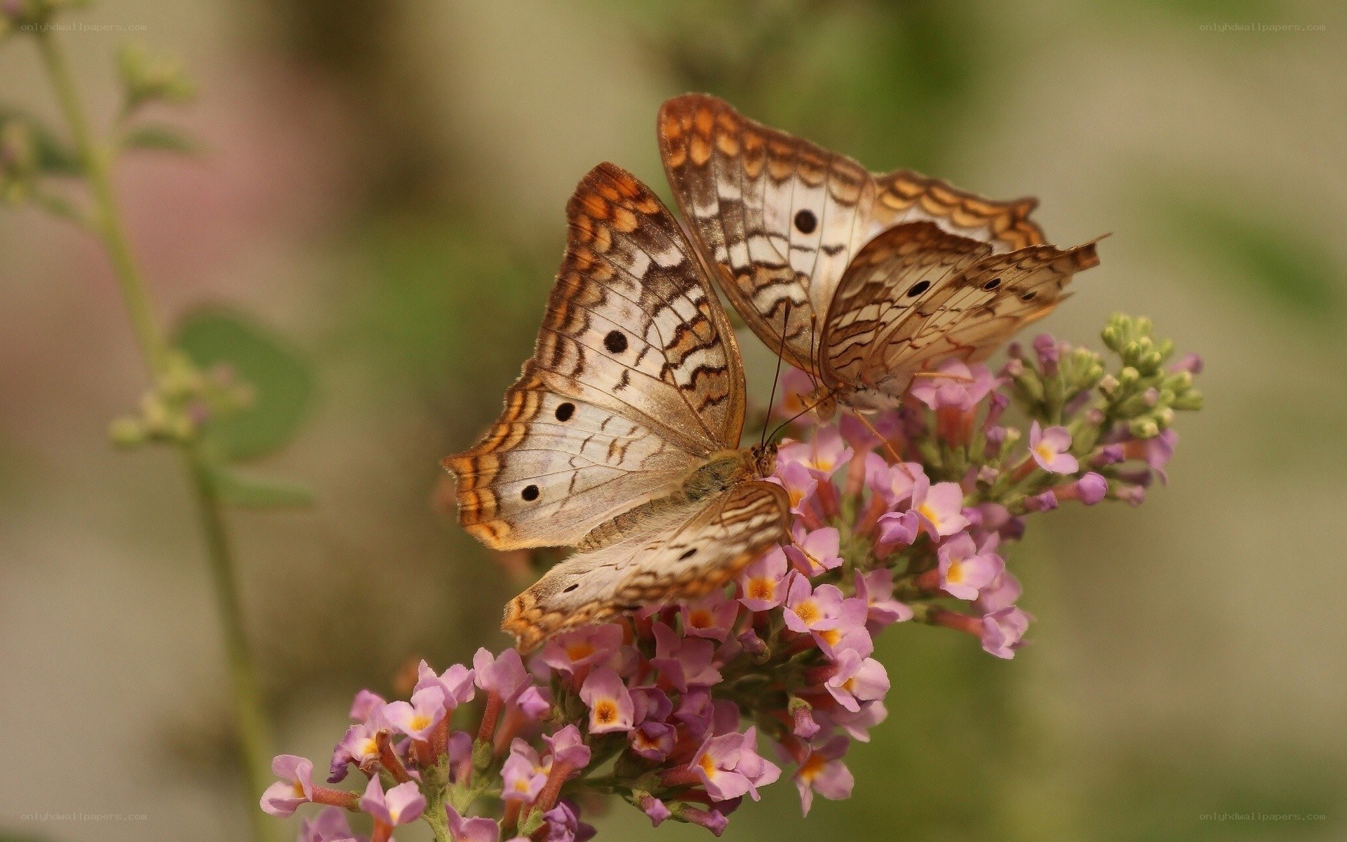Butterflies on purple flowers
