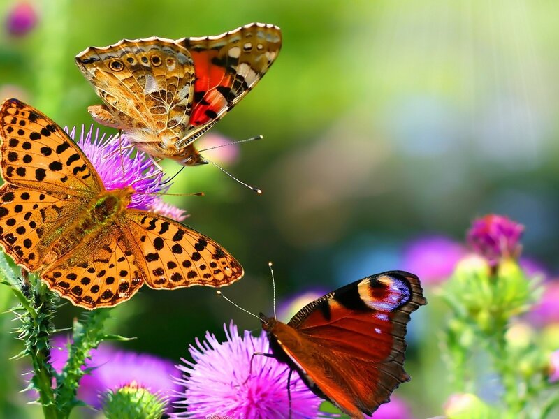 Butterflies on purple flowers