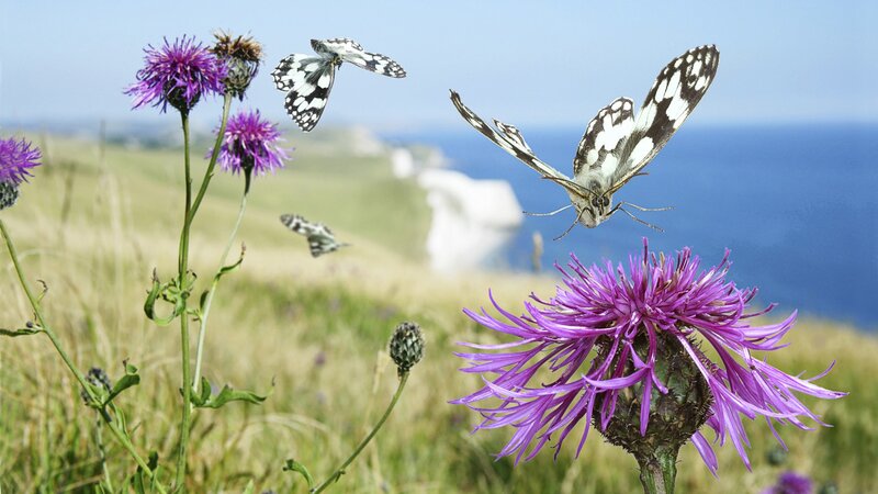 Butterflies on purple flowers