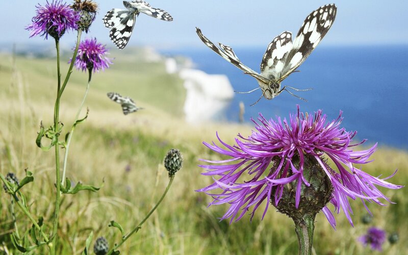 Butterflies on purple flowers
