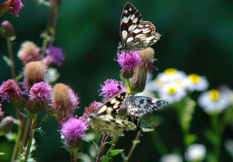 Butterflies on Purple Flowers — Calm