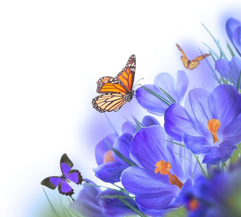 Butterflies on Purple Flowers — Serene, Spring, Digital Art