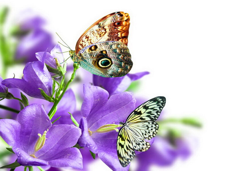 Butterflies on Purple Flowers — Serene, Spring
