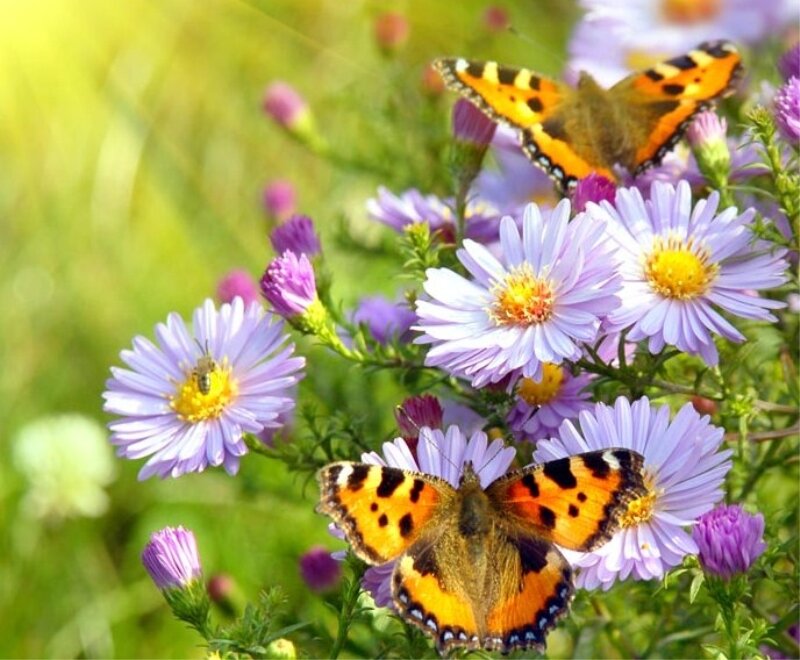 Butterflies on Purple Flowers — Serene, Summer