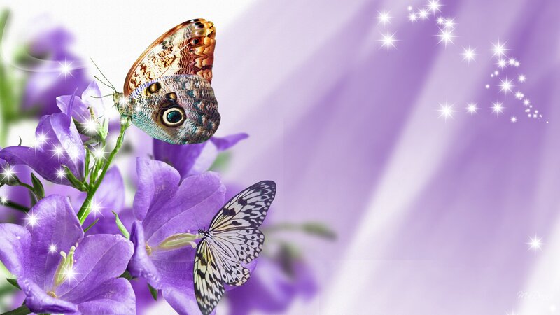 Butterflies on Purple Flowers — Serene