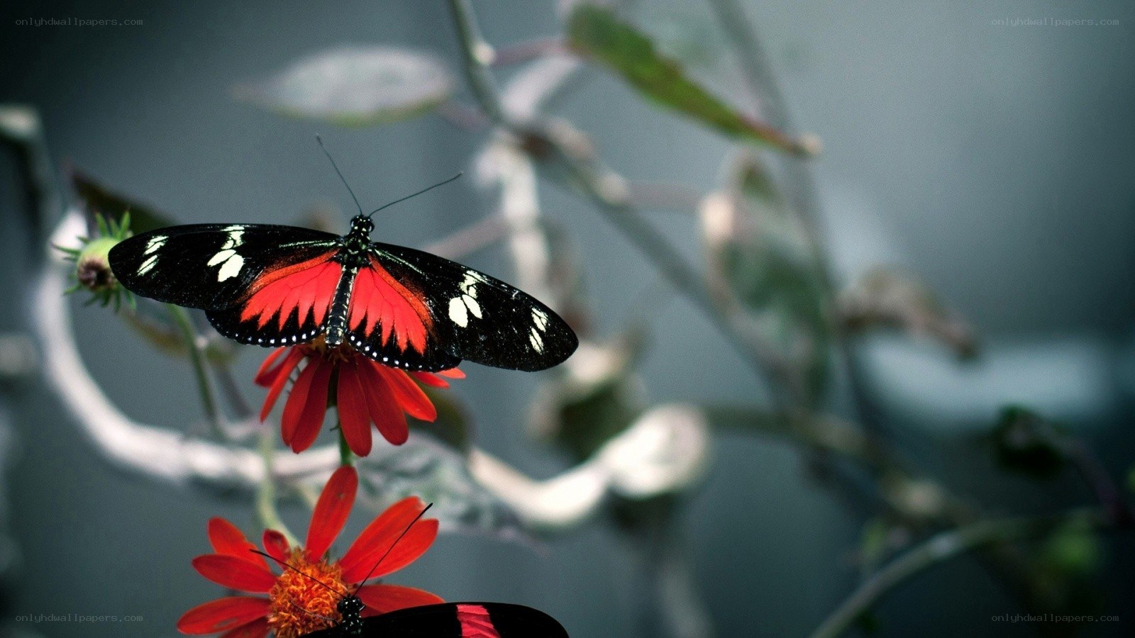 Butterflies on red flowers