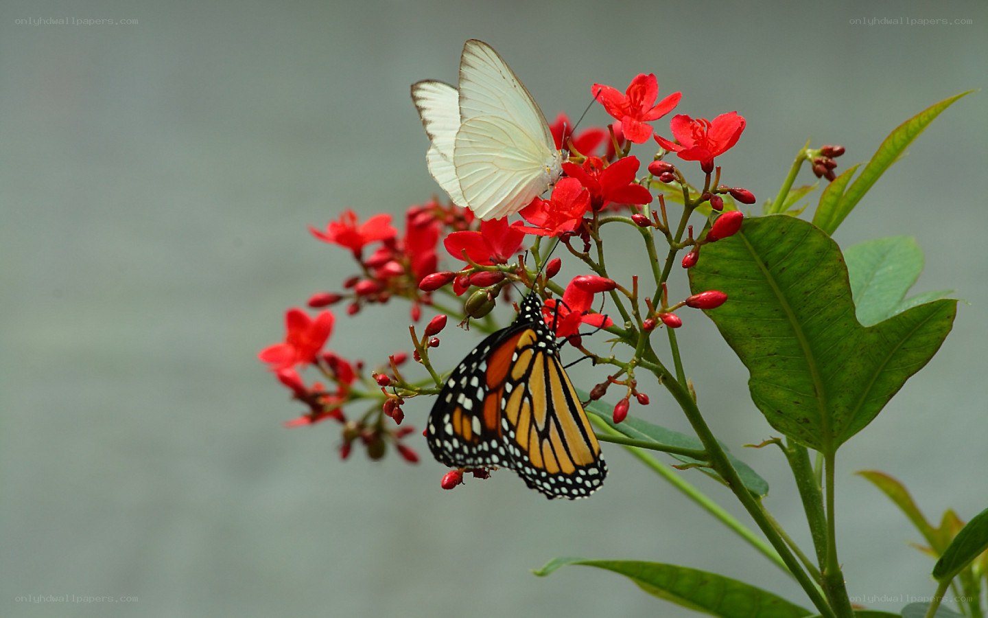 Butterflies on red flowers