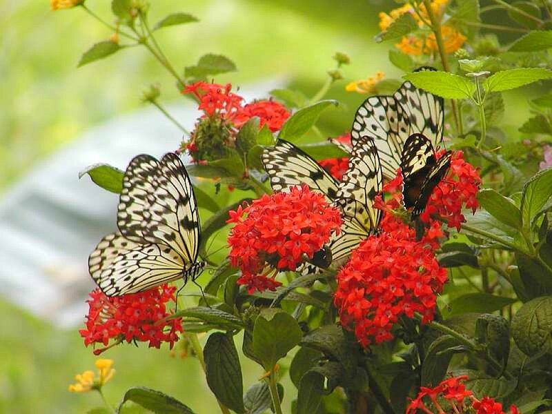 Butterflies on red flowers