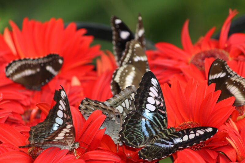 Butterflies on Red Flowers — Natural, Afternoon