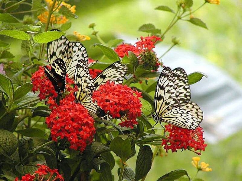 Butterflies on Red Flowers — Serene