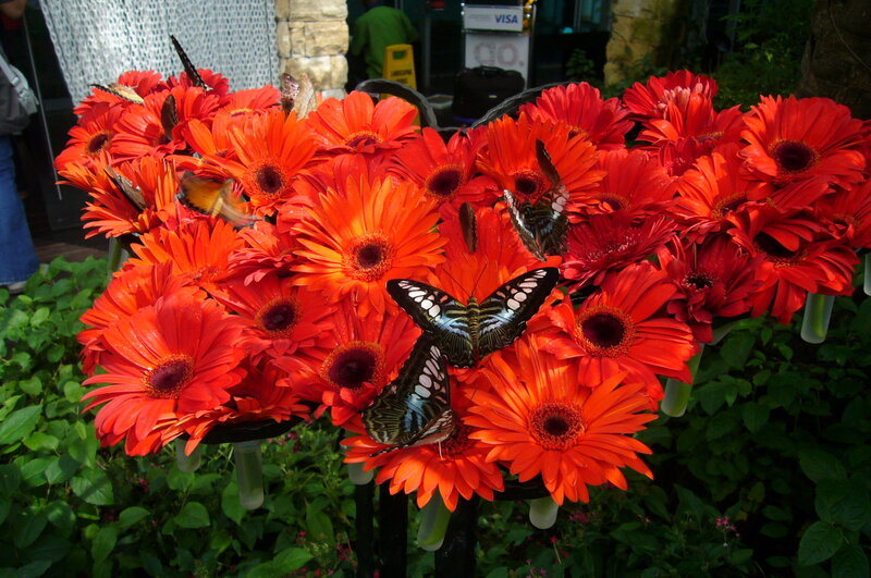 Butterflies on Red Flowers — Vibrant