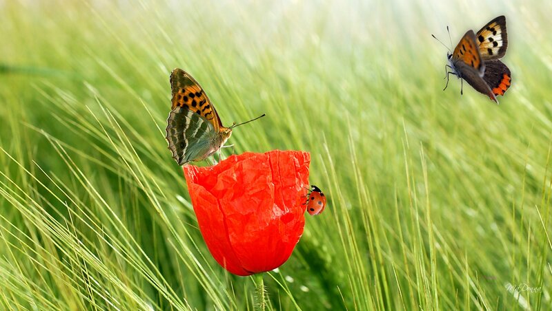 Butterflies on Red Poppy
