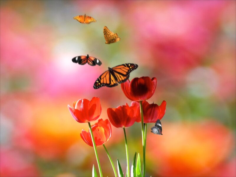 Butterflies on Red Tulips