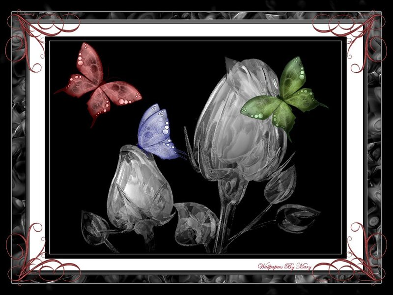 Butterflies on Roses — Black