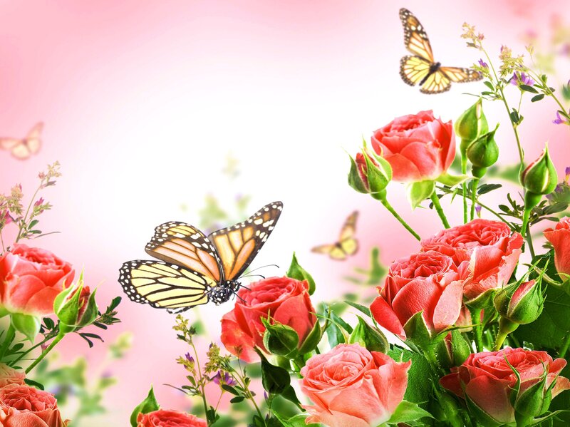 Butterflies on Roses — Pink