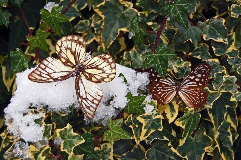 Butterflies on Snow
