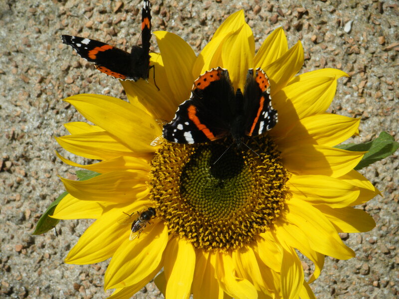 Butterflies on Sunflower