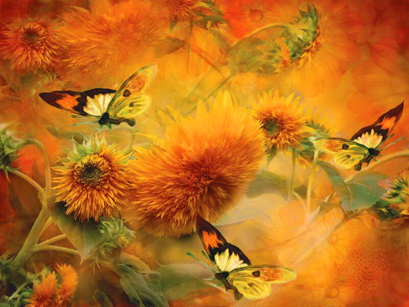 Butterflies on Sunflowers — Orange