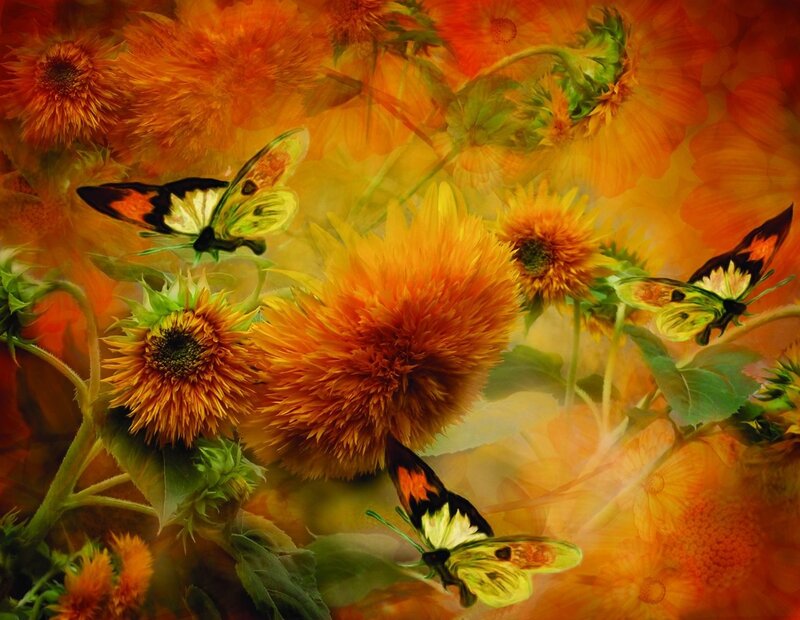 Butterflies on Sunflowers — Orange, Vibrant