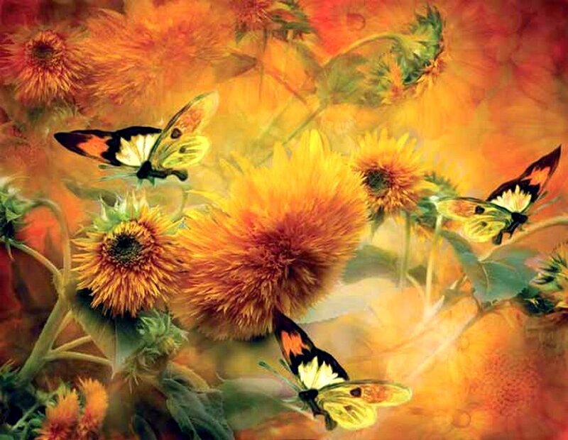 Butterflies on Sunflowers