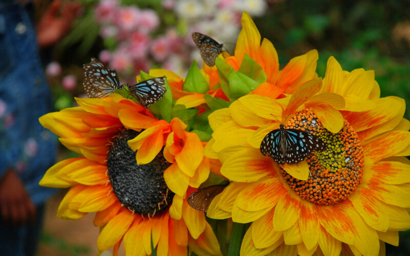 Butterflies on Sunflowers — Yellow