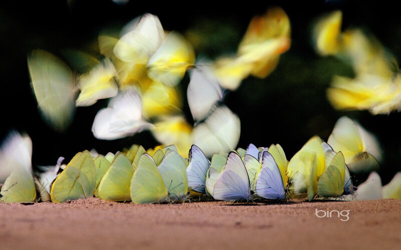 Butterflies on the ground