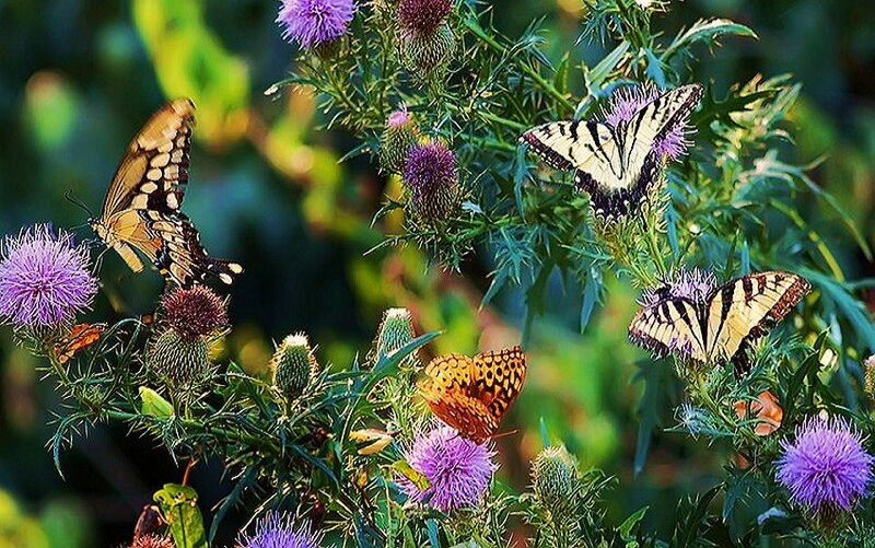 Butterflies on thistle flowers