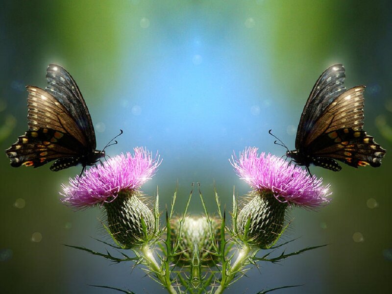Butterflies on Thistle Flowers — Purple