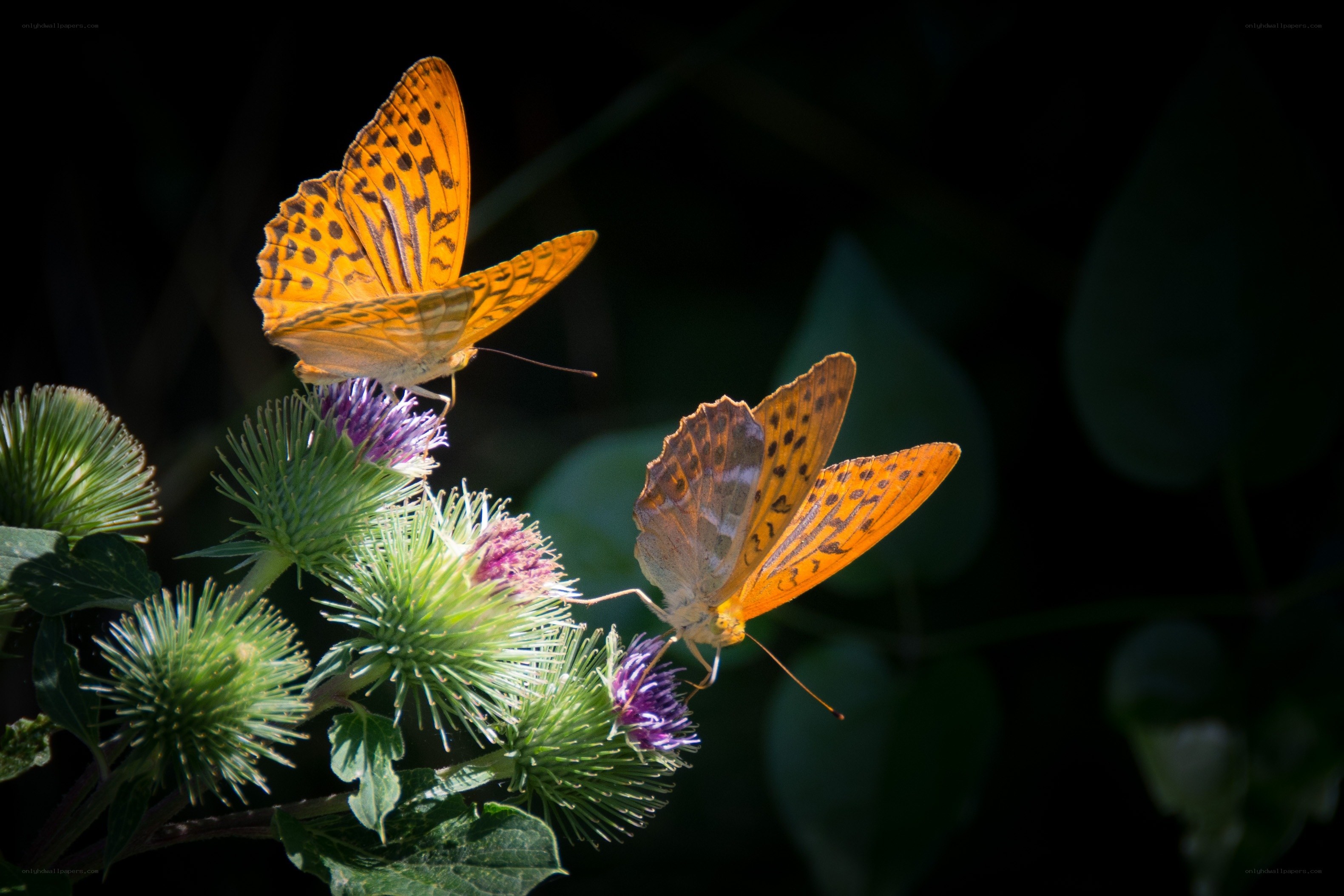 Butterflies on thistle flowers