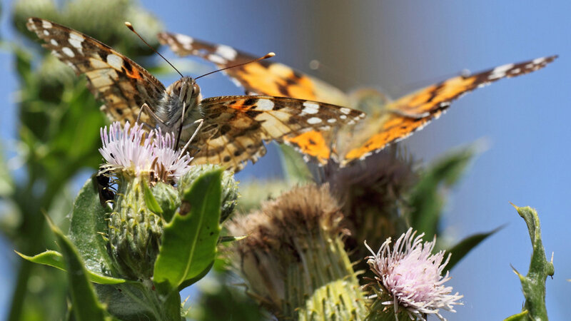 Butterflies on Thistle