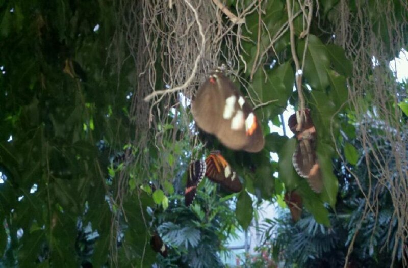 Butterflies on Tree Branches