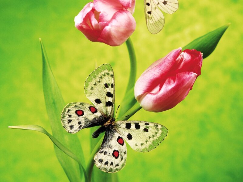butterflies on tulips