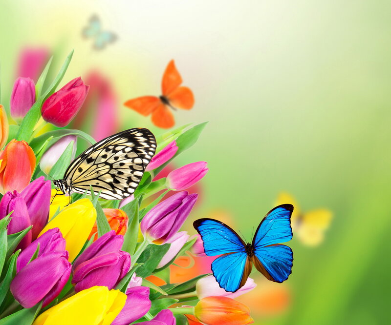Butterflies on Tulips — Blue, Serene