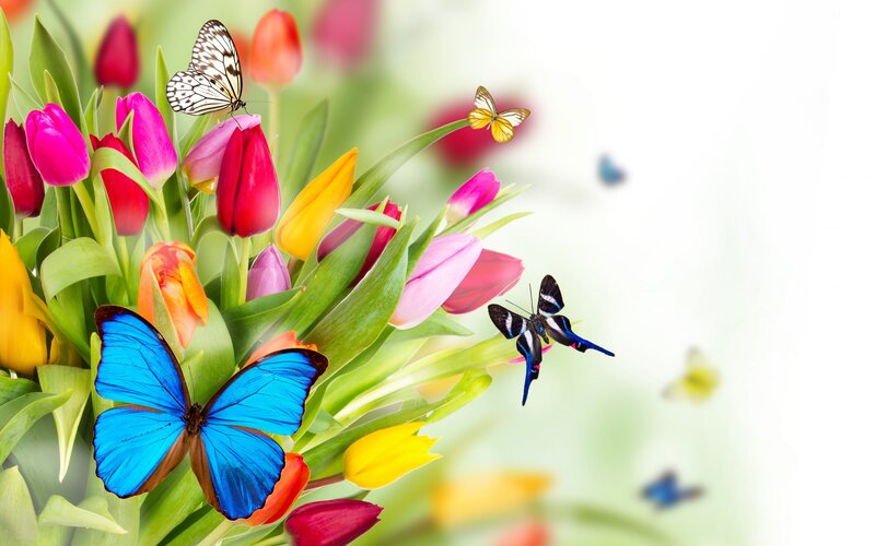 Butterflies on Tulips — Blue