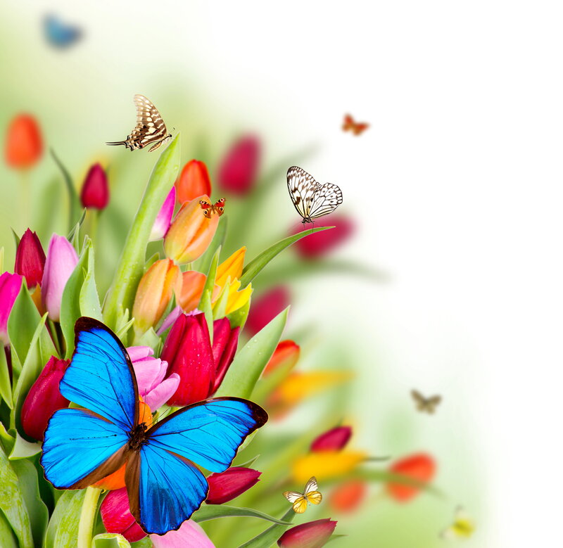 Butterflies on Tulips — Blue, Vibrant, Spring, Photograph, Green Leaves