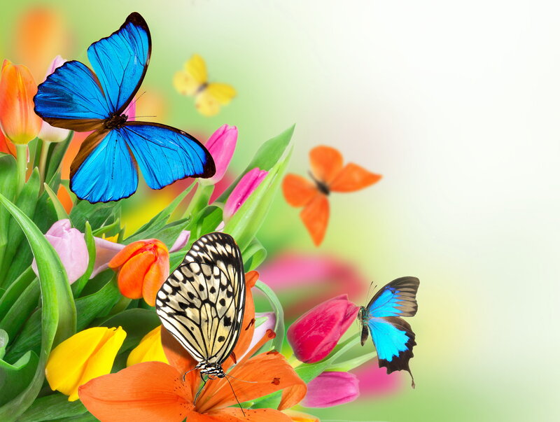 Butterflies on Tulips — Blue, Vibrant, Spring, Photograph